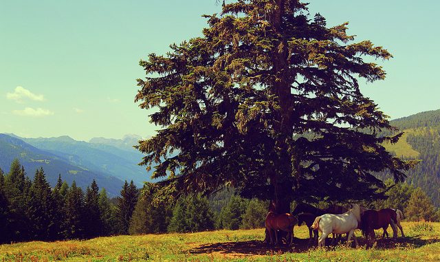 Ecovilas: o que são (e o que não são)?
